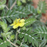 Tribulus terrestris L.